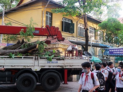 Nhiều cây xanh ở trường học bị cắt tỉa chưa đúng kỹ thuật