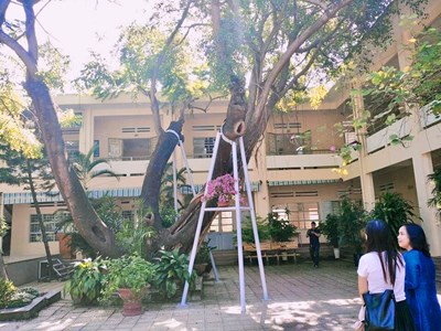 Đà Nẵng:  Đảm bảo an toàn hệ thống cây xanh bóng mát trong trường học