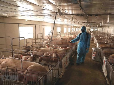 19 tỉnh, thành phố trên cả nước còn dịch tả lợn châu Phi