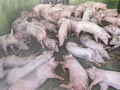 Sóc Trăng tiêu hủy 255 con lợn nhiễm dịch tả châu Phi