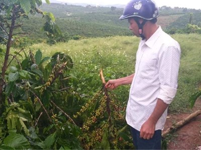 Báo động tình trạng chặt, phá cây trồng của người dân