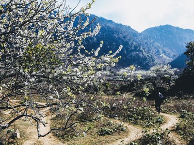 Mộc Châu mùa hoa mận - Điểm đến lý tưởng cho du lịch mùa đông