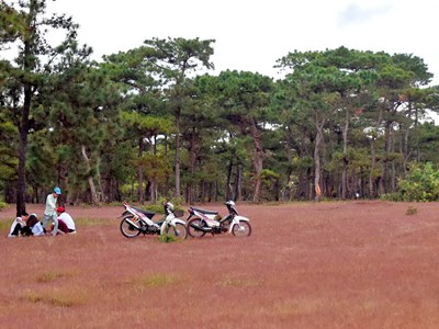 Gia Lai đề xuất chuyển đổi 174 ha đất rừng làm sân golf