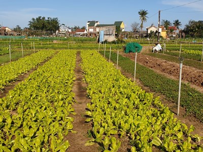 Làng rau sạch Trà Quế tất bật thu hoạch vụ Tết