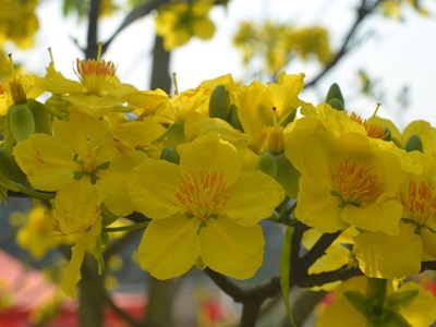 Đại lão Mai vàng bung nở nơi cõi thiêng Yên Tử