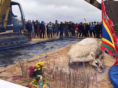 An táng cá voi hơn 1 tấn dạt vào bờ biển