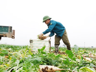 Giải cứu nông sản: Lời giải khó cho bài toán cũ!