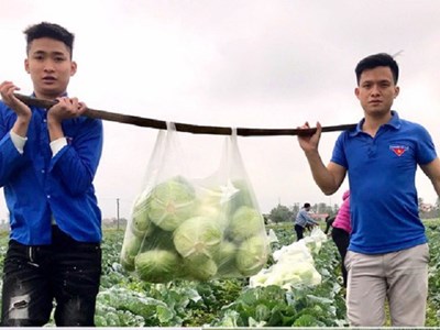 Đoàn viên thanh niên chung tay “giải cứu” nông sản