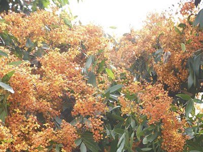 Hoa Trang rực rỡ núi rừng Tà Má hút khách du lịch