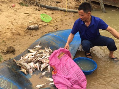 Đâu là nguyên nhân cá chết hàng loạt trên sông Con?