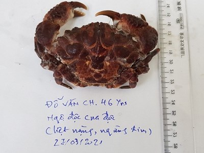 Ngộ độc cua mặt quỷ, bác sĩ khuyến cáo không nên ăn loại có hình thù kì dị