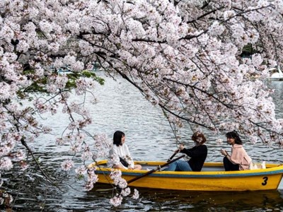 Ngắm hoa anh đào khoe sắc khắp các châu lục