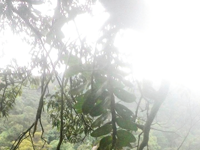 Săn lan rừng ngày Tết