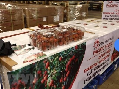 Vải thiều Việt Nam lên kế hoạch chinh phục thị trường Hà Lan