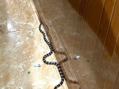 Mùa nóng, cẩn thận với rắn độc vào nhà