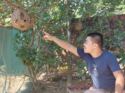 Cháu bé 5 tuổi ở Quảng Bình phải đi cấp cứu vì bị đàn ong vò vẽ đốt