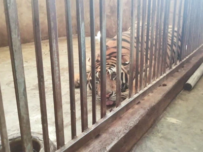 Xung quanh việc giải cứu 17 "chúa sơn lâm" bị nuôi nhốt trái phép trong nhà dân: Công an vào cuộc, chính quyền mới biết