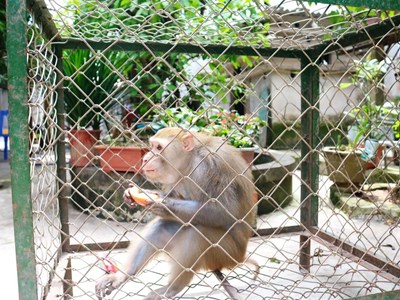 Bàn giao cá thể khỉ đuôi lợn cho Vườn Quốc gia Vũ Quang – Hà Tĩnh