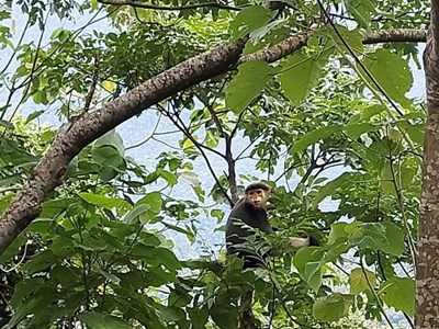 Thả cá thể voọc chà vá chân nâu về Vườn quốc gia Bạch Mã