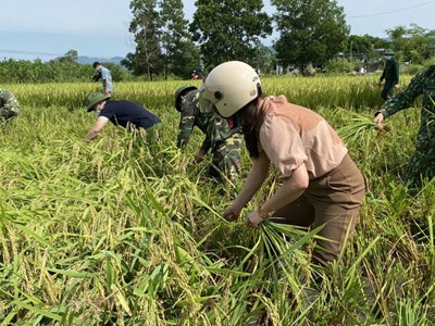 Thanh Hóa: Cán bộ công chức, công an, bộ đội giúp dân gặt lúa chạy bão