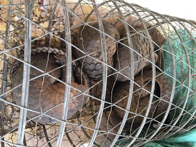 Lập "cầu" cứu hộ đặc biệt 4 cá thể Tê tê bị buôn bán trái phép