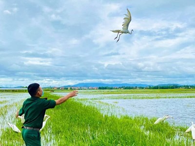 Quảng Bình: Tiêu hủy hàng ngàn dụng cụ bẫy chim, cò trên đồng ruộng