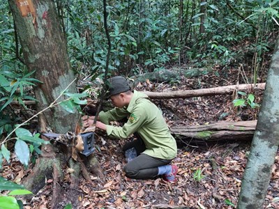 Bảo vệ động vật quý hiếm ở Vườn quốc gia Bạch Mã