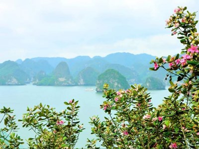 Đảo Soi Sim - Vẻ đẹp hoang sơ giữa lòng Vịnh Hạ Long