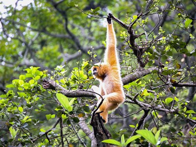 Cúc Phương - Kho báu thuở hồng hoang (Bài 3): "Ngôi đền thiêng" kỳ vĩ