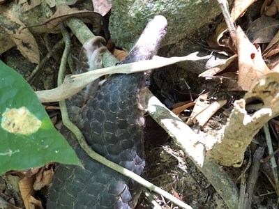 Nhiều thách thức trong việc xử lý tội phạm về động vật hoang dã