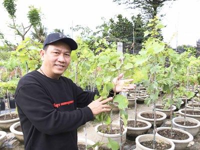 Nho cảnh “mi ni” hút khách mùa Tết