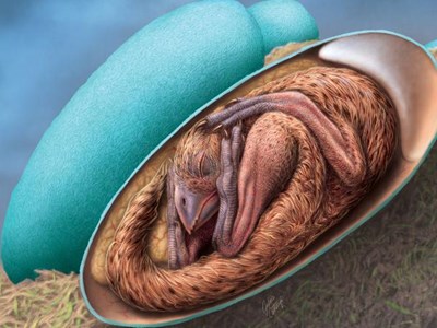 Trung Quốc: Phát hiện hóa thạch khủng long con trong trứng còn nguyên vẹn