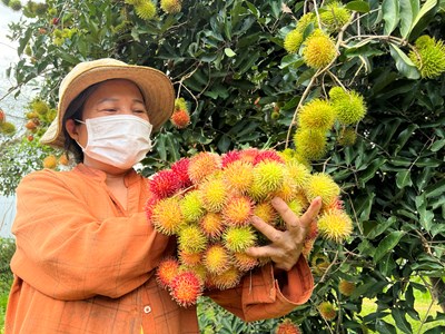 Về vùng “thủ phủ” trái cây Quảng Ngãi ngày giáp Tết