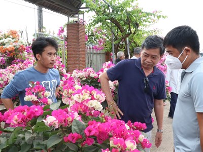 'Vương quốc hoa kiểng' Chợ Lách hấp dẫn du khách dịp cuối năm