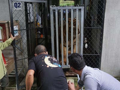 Tang vật vụ buôn bán hổ Đông Dương được bàn giao cho Vườn quốc gia Phong Nha –  Kẻ Bàng