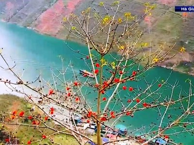 Rực rỡ mùa hoa Mộc miên trên cao nguyên đá Hà Giang