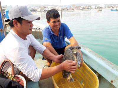 Thả đồi mồi quý hiếm về lại biển