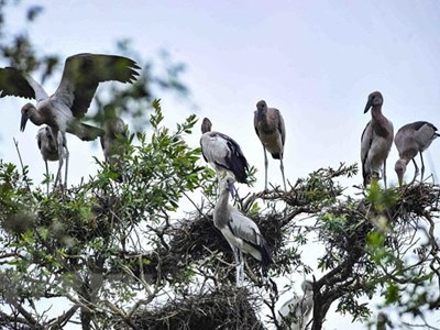 Cấp bách bảo tồn các loài chim hoang dã tại Việt Nam