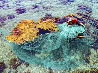 Mùa rong mơ ở bán đảo Phương Mai