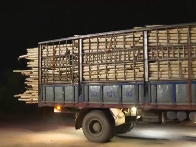 Quảng Ngãi: Xe quá tải chở gỗ keo “nhộn nhịp” trong đêm