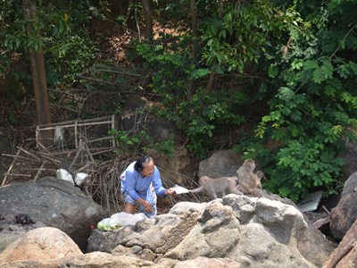 Quảng Ngãi: Chung tay bảo vệ đàn khỉ vàng quý hiếm ở đảo Hòn Trà