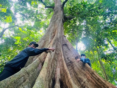 Nhờ hương ước, “lâm cấm” ở Bình Tân Phú được bảo vệ...