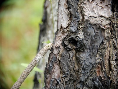 Quảng Nam yêu cầu xử lý nghiêm vụ rừng thông bị “đầu độc" bằng hóa chất