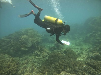 Để tour lặn ngắm san hô trở thành sản phẩm độc đáo (Bài 2): Chung tay bảo vệ