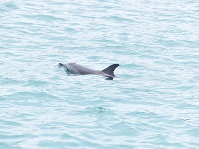 Phát hiện cá heo bơi sát bờ ở đảo Lý Sơn