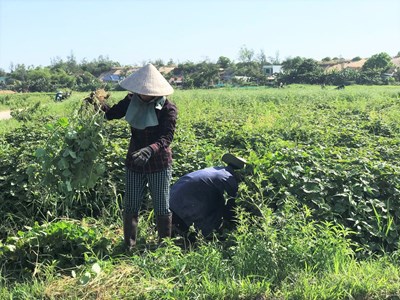 Làng thuốc Nam xứ Quảng