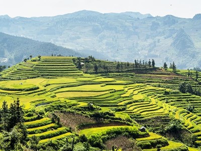 Lên vùng cao Bắc Hà cùng thưởng thức hương cốm mùa thu vàng