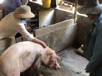 Quảng Ngãi: Hàng trăm con lợn bị phản ứng sau khi tiêm vaccine phòng dịch tả lợn châu Phi