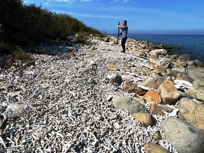 Thống nhất giải pháp tổng thể phục hồi rạn san hô trong vịnh Nha Trang