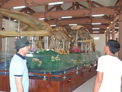 Đến Lý Sơn chiêm ngưỡng bộ xương cá Ông lớn nhất Đông Nam Á